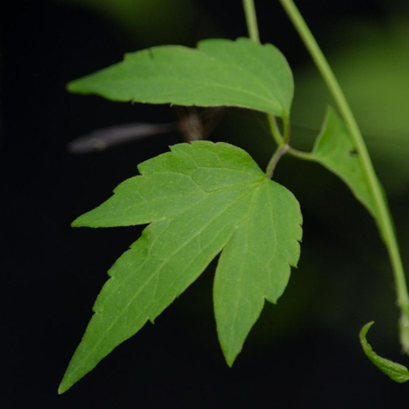 Clematis Grace (Foliage)