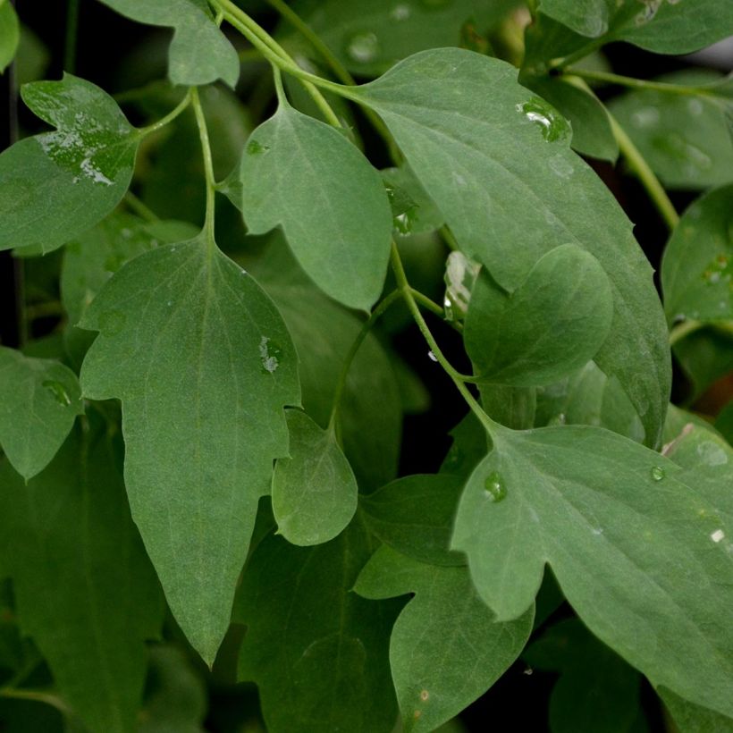 Clematis Tibetan Mix (Foliage)