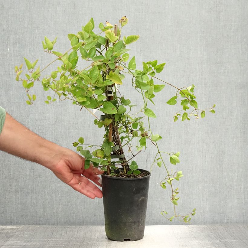 Clematis terniflora 2L/3L pot sample as delivered in summer