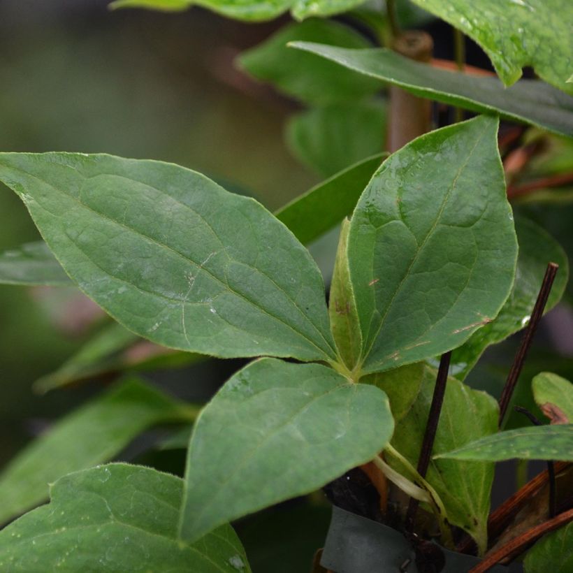 Clematis texensis 'Gravetye Beauty' (Foliage)