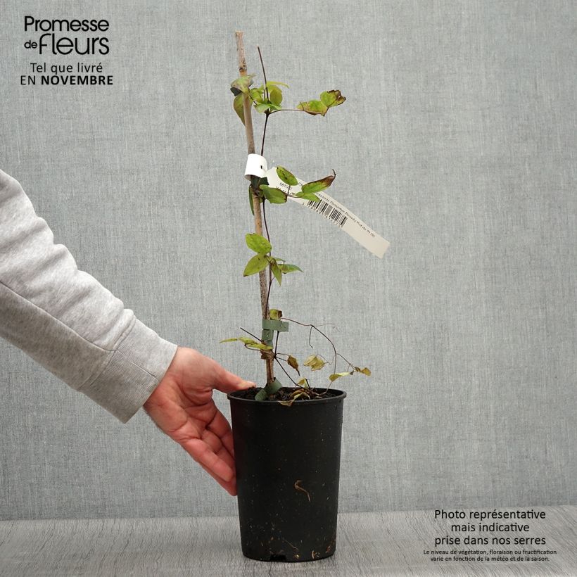 Clematis texensis 'Gravetye Beauty' 2L/3L pot sample as delivered in autumn