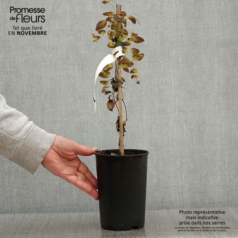 Clematis x texensis Odoriba 2L/3L pot sample as delivered in autumn
