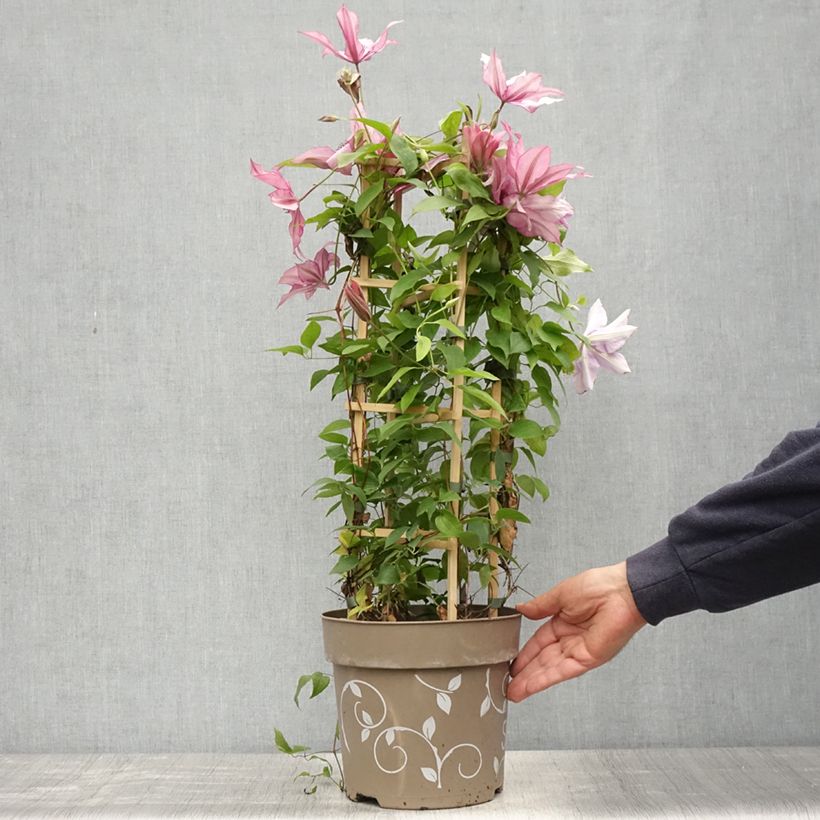Clematis Three Sisters trio 6L/7L pot sample as delivered in spring