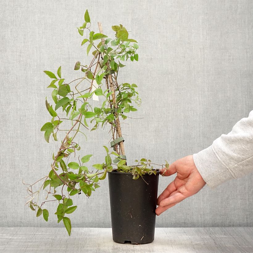 Clematis jackmanii Trikatrei 2L/3L pot sample as delivered in spring