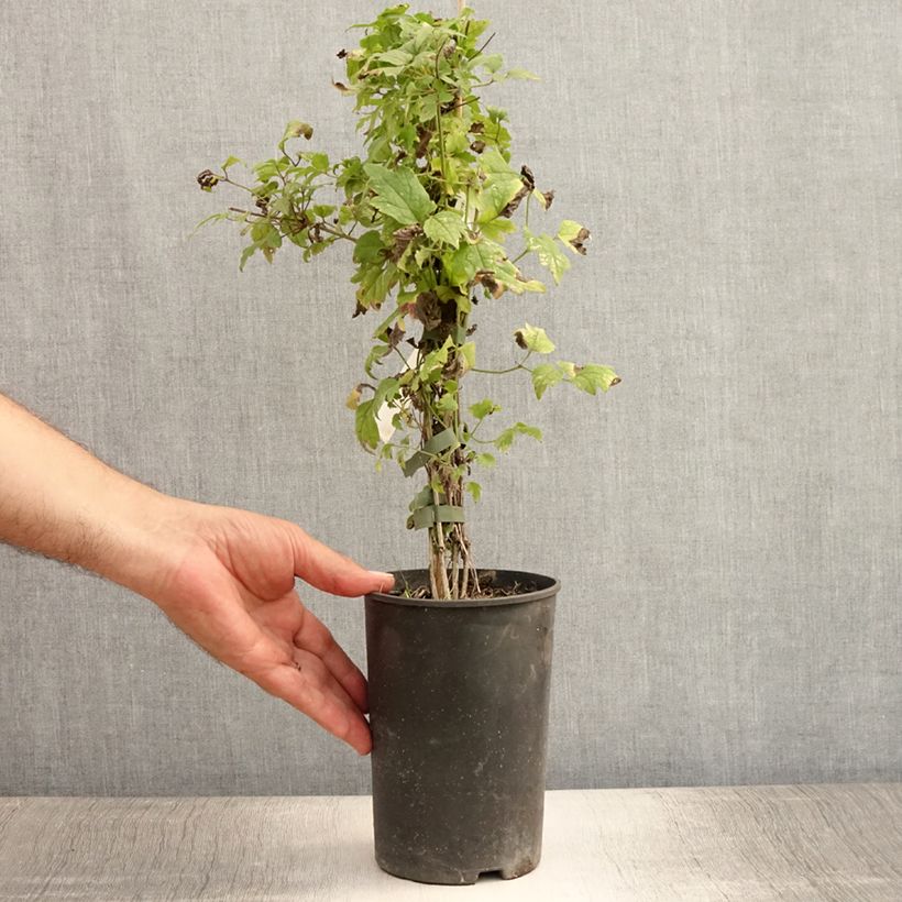 Clematis vitalba - Old Man's Beard 2L/3L pot sample as delivered in summer