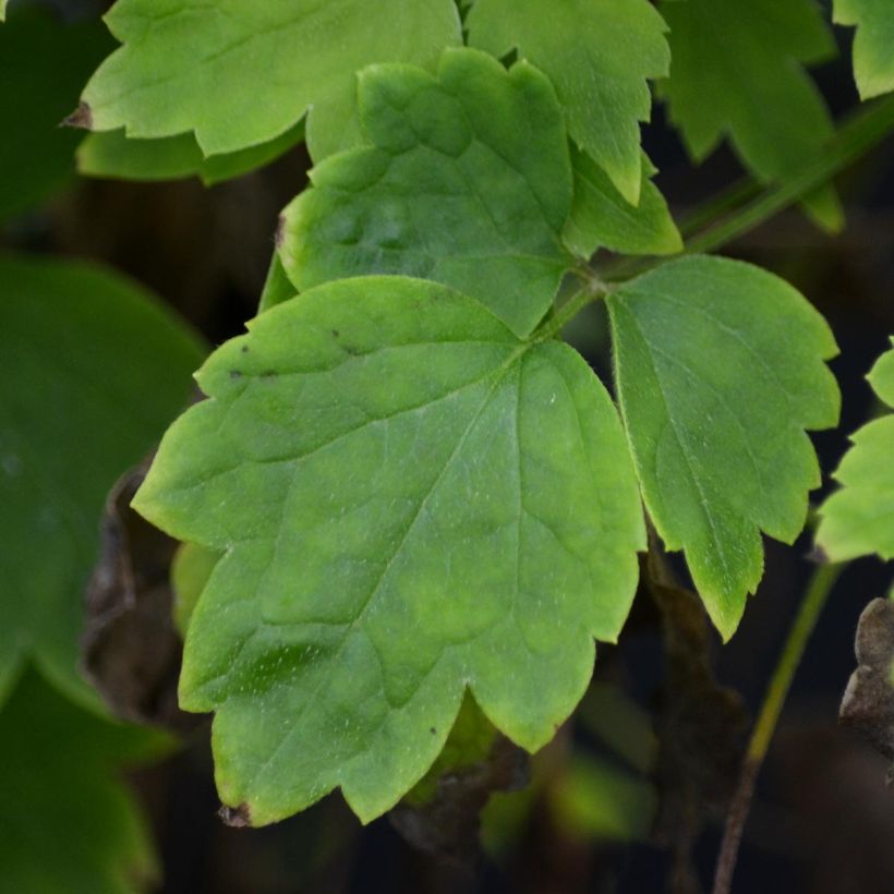 Clematis Trichotoma (Foliage)