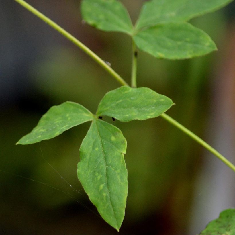 Clematis viticella Alba Luxurians - Italian Leather Flower (Foliage)