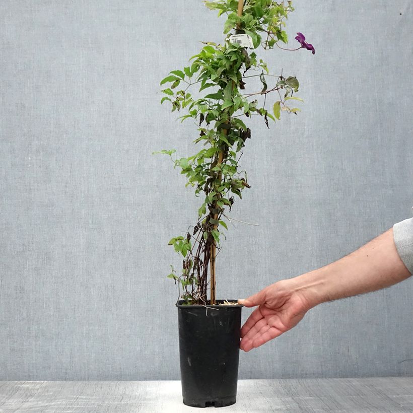 Clematis Aotearoa - Italian Leather Flower 2L/3L pot sample as delivered in summer
