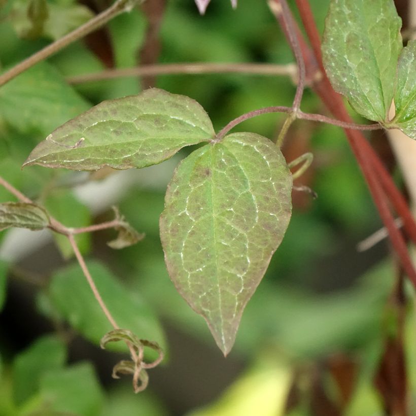 Clematis Burning Love (Foliage)