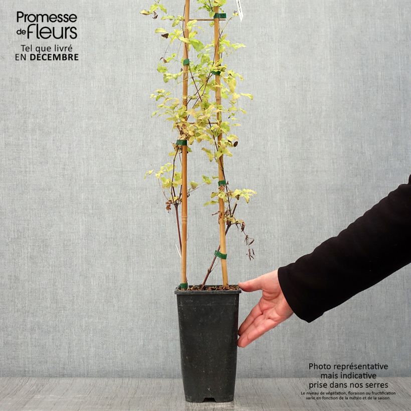 Clematis Krakowiak 3L/4L pot sample as delivered in autumn