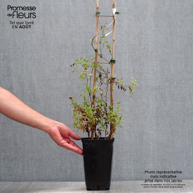 Clematis Krakowiak 3L/4L pot sample as delivered in summer