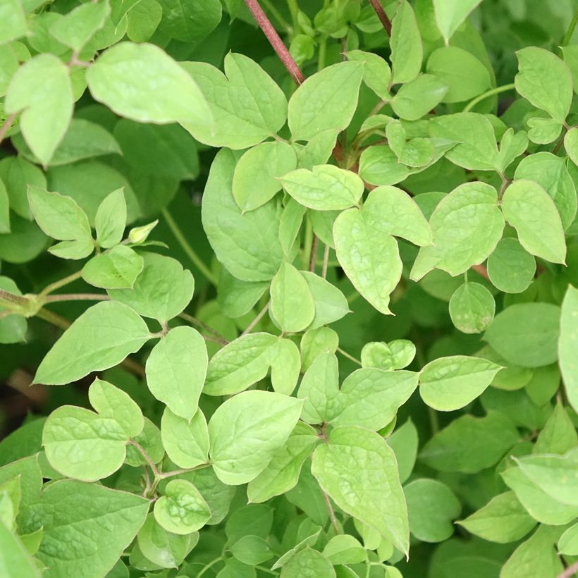 Clematis Maria Cornelia (Foliage)