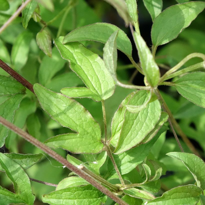 Clematis viticella Sunny Sky (Foliage)