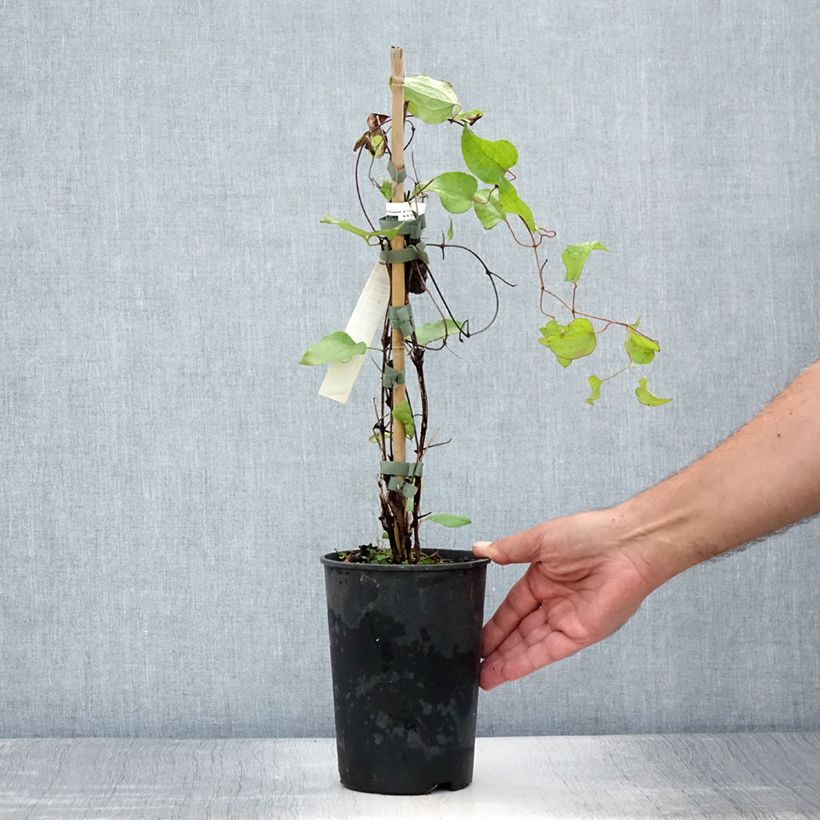 Clematis patens Vyvyan Pennell 2L/3L pot sample as delivered in summer