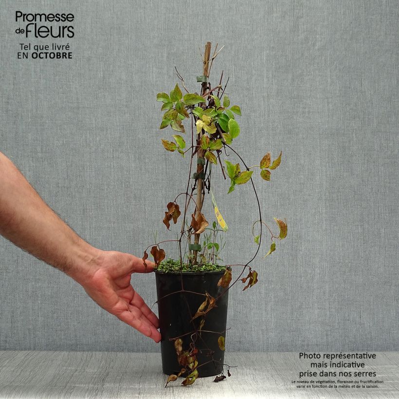 Clematis patens Yukikomachi 2L/3L pot sample as delivered in autumn