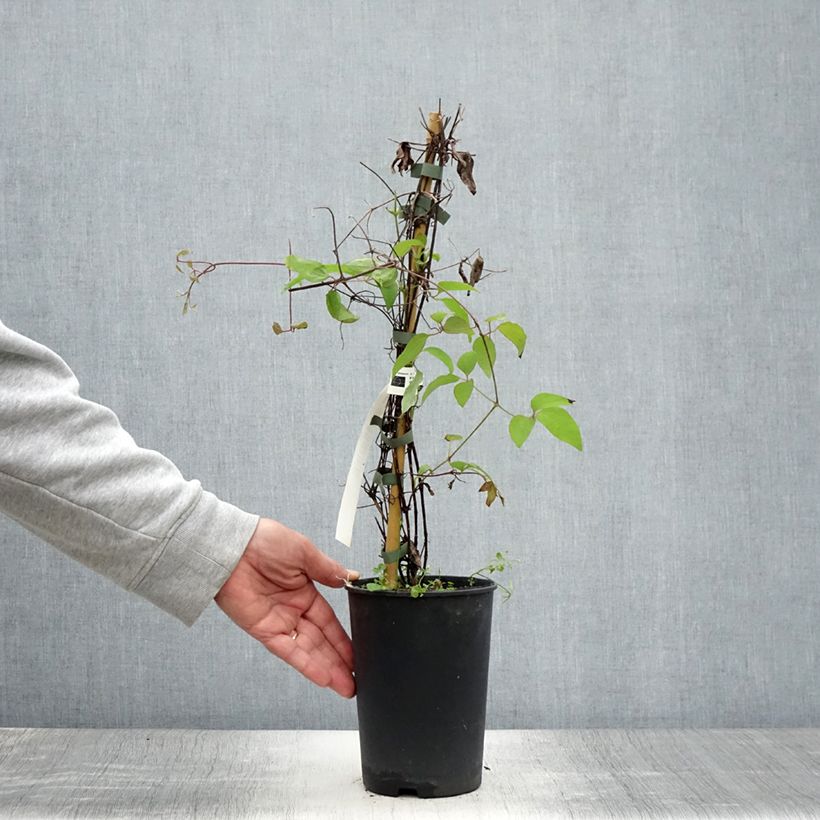 Clematis patens Yukiokoshi 2L/3L pot sample as delivered in summer