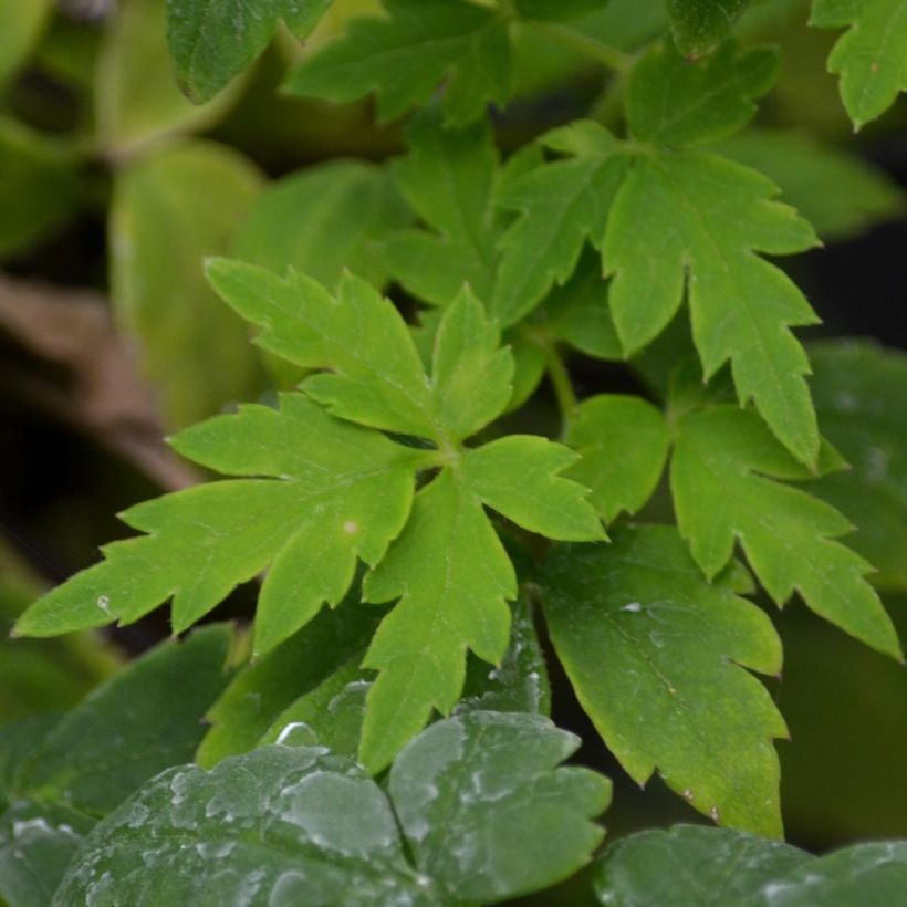 Clematis atragene Country Rose (Foliage)