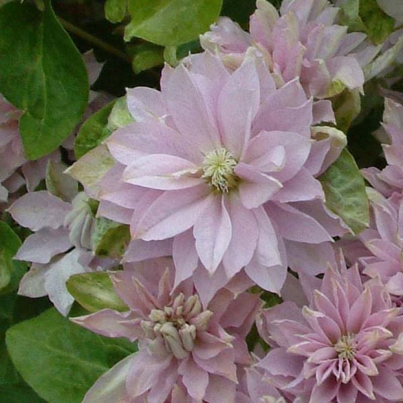 Clematis patens Dancing Queen (Flowering)