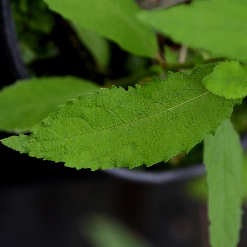 Clematis patens Dancing Smile (Foliage)