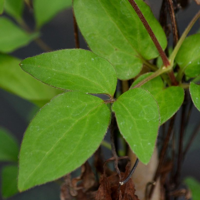 Clematis patens Diamantina (Foliage)