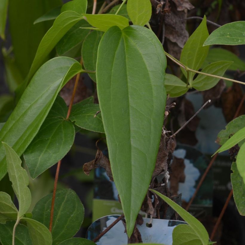 Clematis patens Duchess of Edinburgh (Foliage)