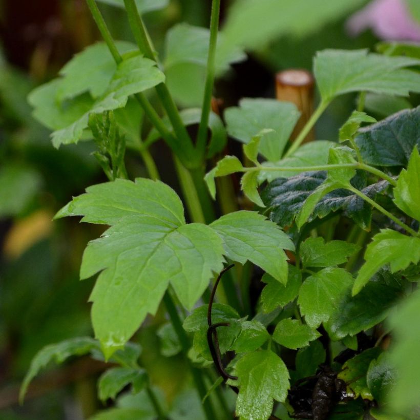 Clematis fargesii Summersnow (Foliage)