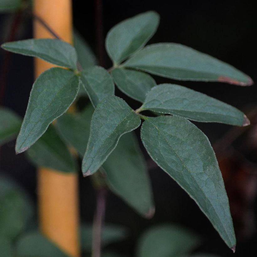 Clematis florida Alba Plena (Foliage)