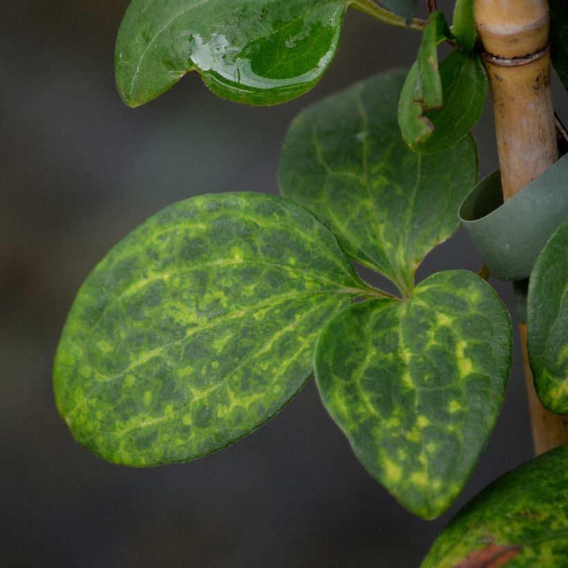 Clematis patens Hanagurama (Foliage)