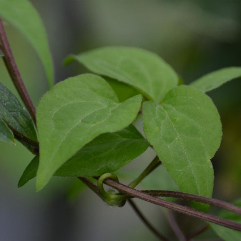 Clematis x diversifolia Hendryetta (Foliage)