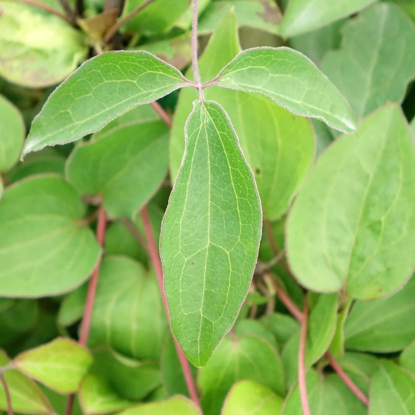 Clematis Henryi (Foliage)