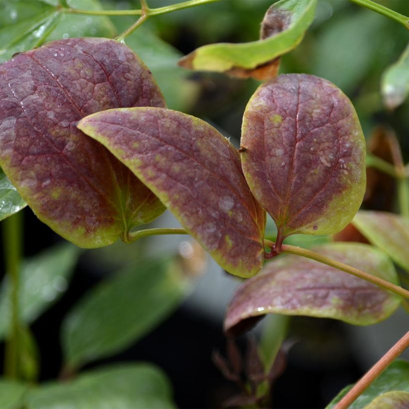 Clematis recta Purpurea (Foliage)