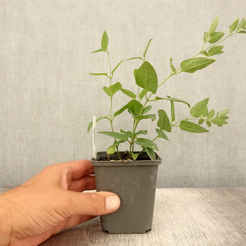 Clematis recta Purpurea 8/9 cm pot sample as delivered in summer