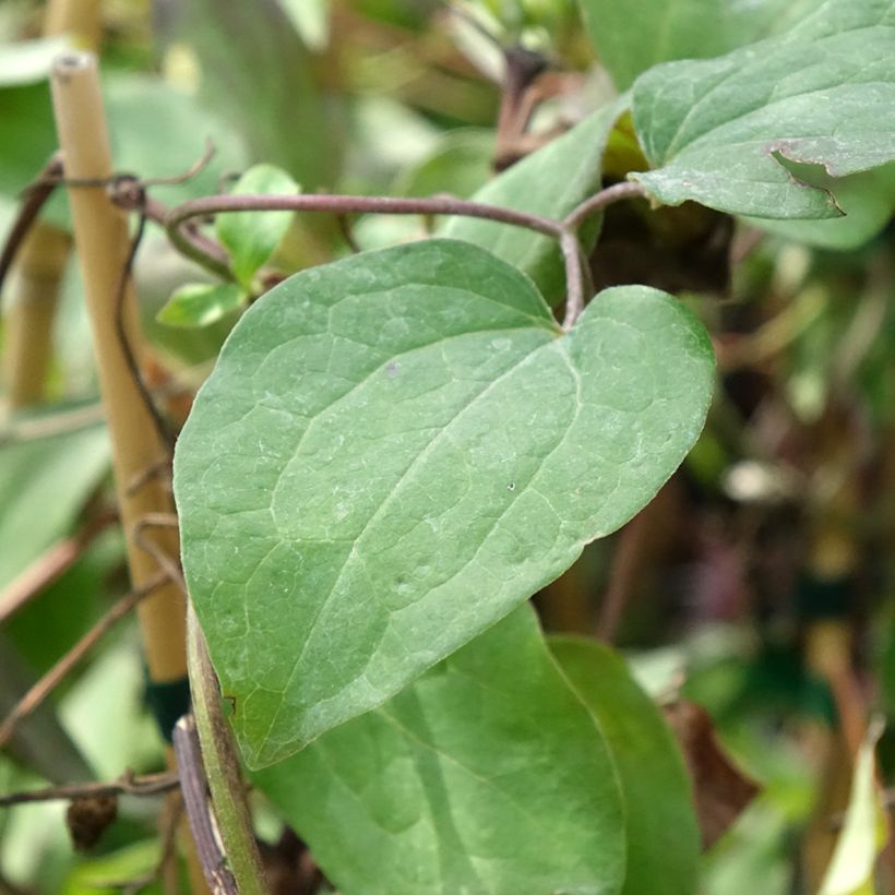 Clematis Honora (Foliage)