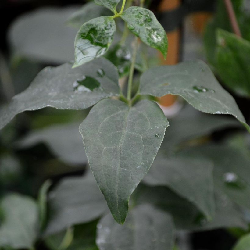 Clematis x viticella Huldine (Foliage)