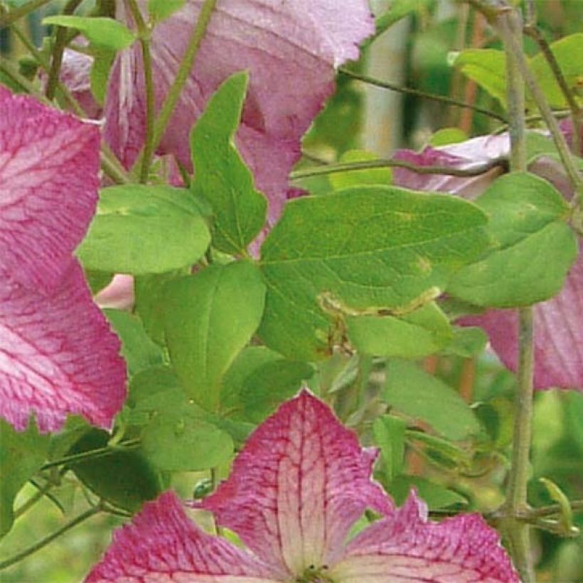 Clematis viticella I am Happy (Foliage)