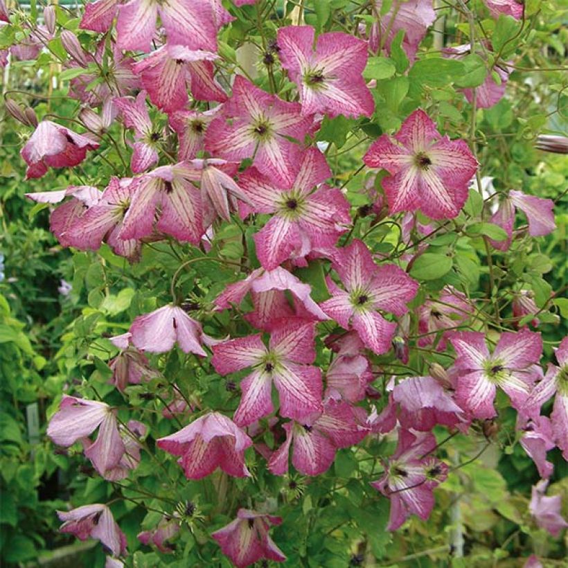 Clematis viticella I am Happy (Flowering)