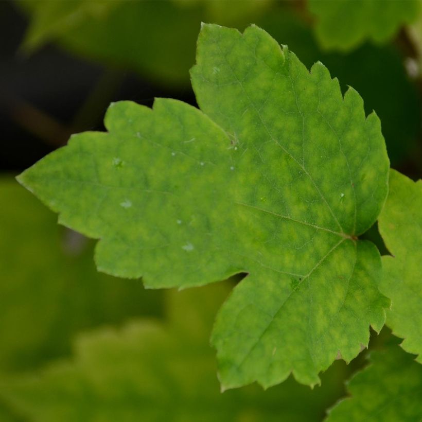 Clematis heracleifolia Stanislaus (Foliage)