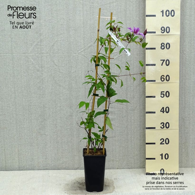 Clematis Saphyra Double Rose 2L/3L pot sample as delivered in summer