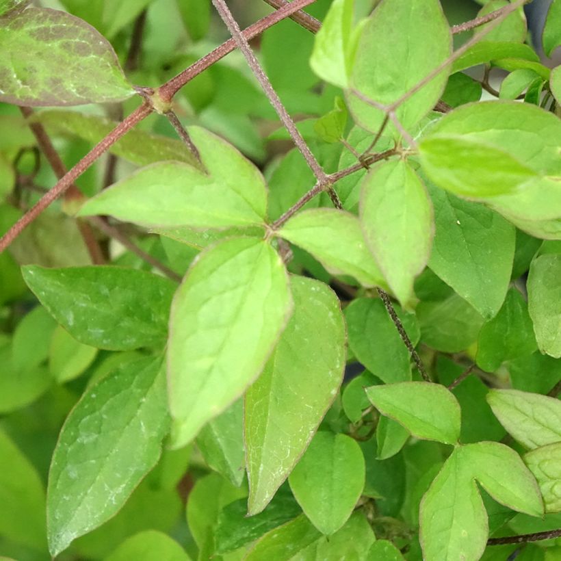 Clematis viticella - Italian leather flower (Foliage)