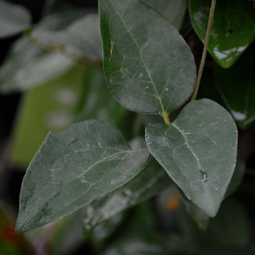 Clematis x jackmanii Ivan Olsson (Foliage)