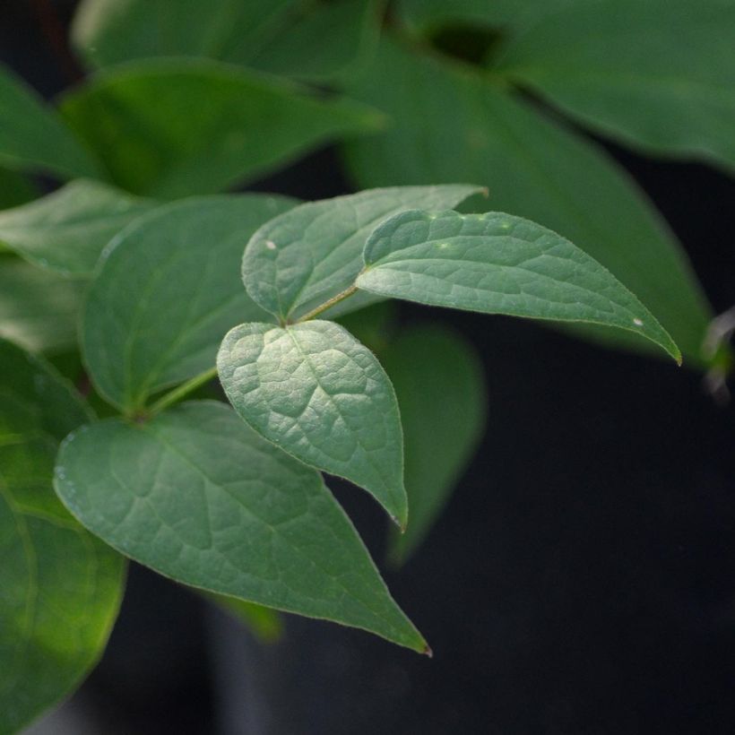 Clematis diversifolia Jan Fopma (Foliage)