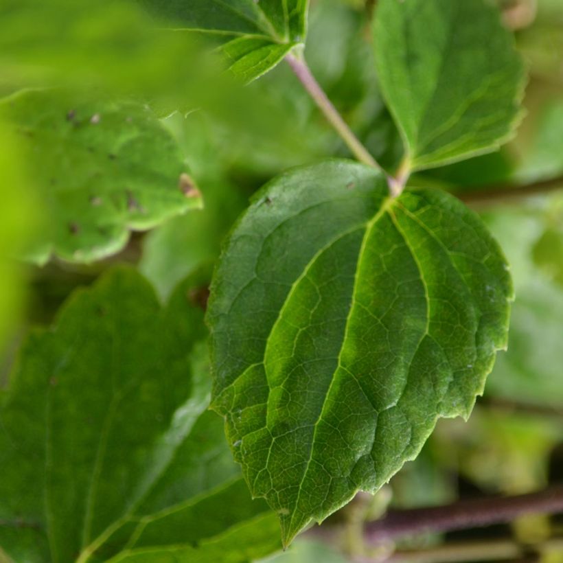 Clematis jouiniana Robert Brydon (Foliage)