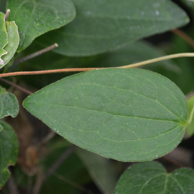 Clematis Juuli (Foliage)