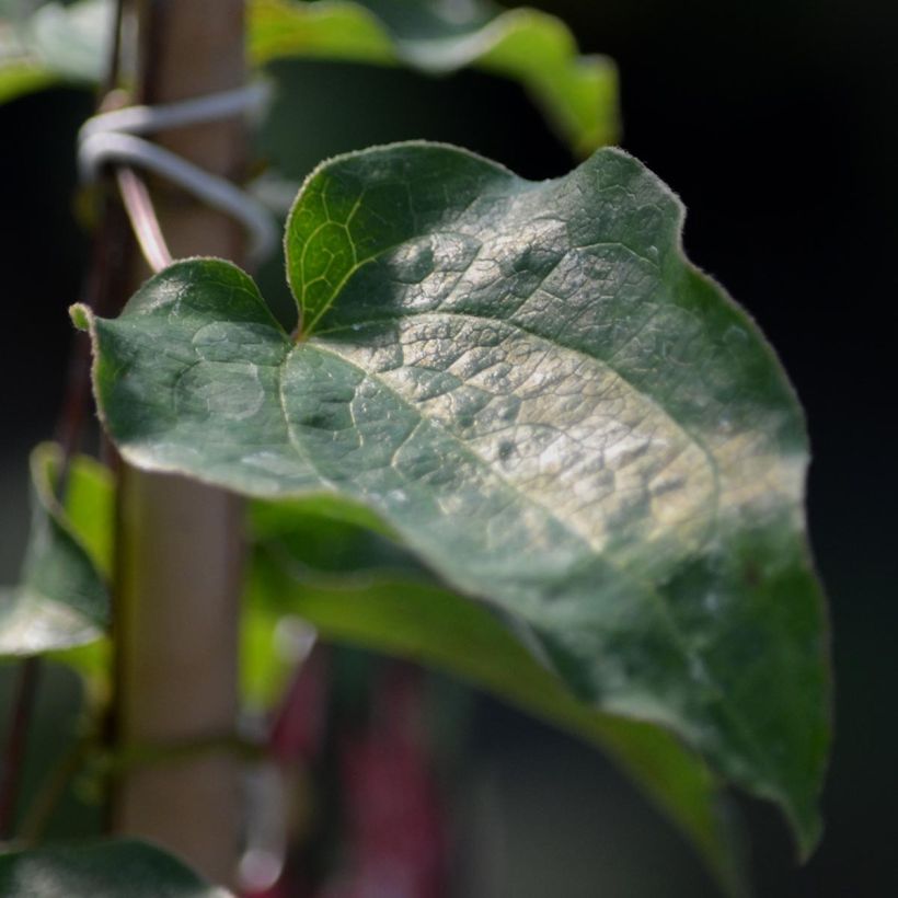 Clematis patens Kaen (Foliage)