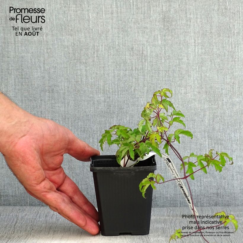 Clematis macropetala  8/9 cm pot sample as delivered in summer