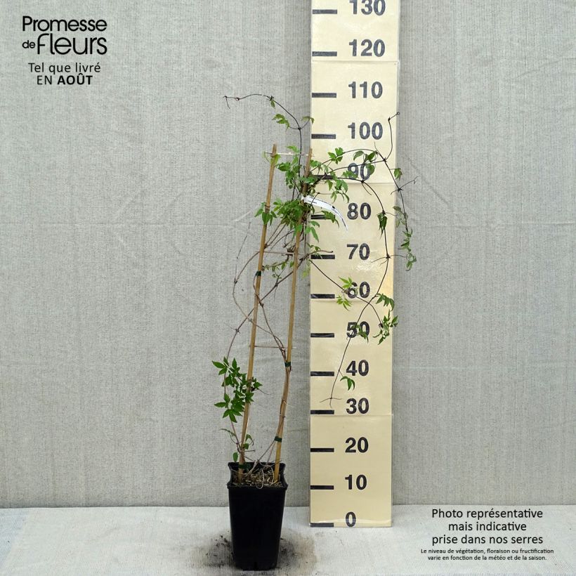 Clematis macropetala  3L/4L pot sample as delivered in summer