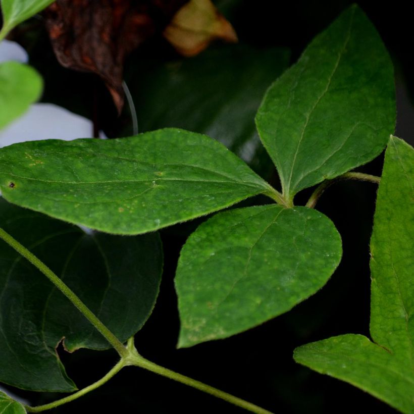 Clematis patens Madame Lecoultre (Foliage)