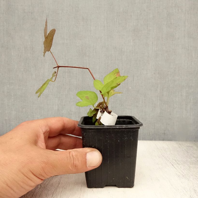 Clematis patens Madame Lecoultre 8/9 cm pot sample as delivered in summer