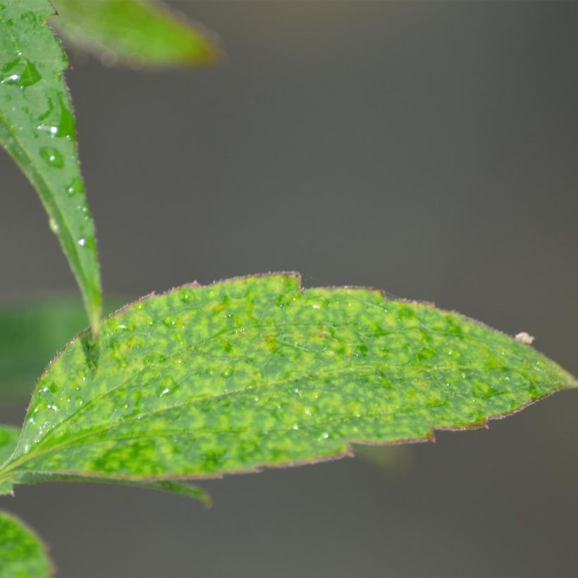 Clematis montana Broughton star (Foliage)