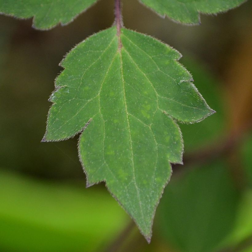 Clematis montana Giant Star (Foliage)